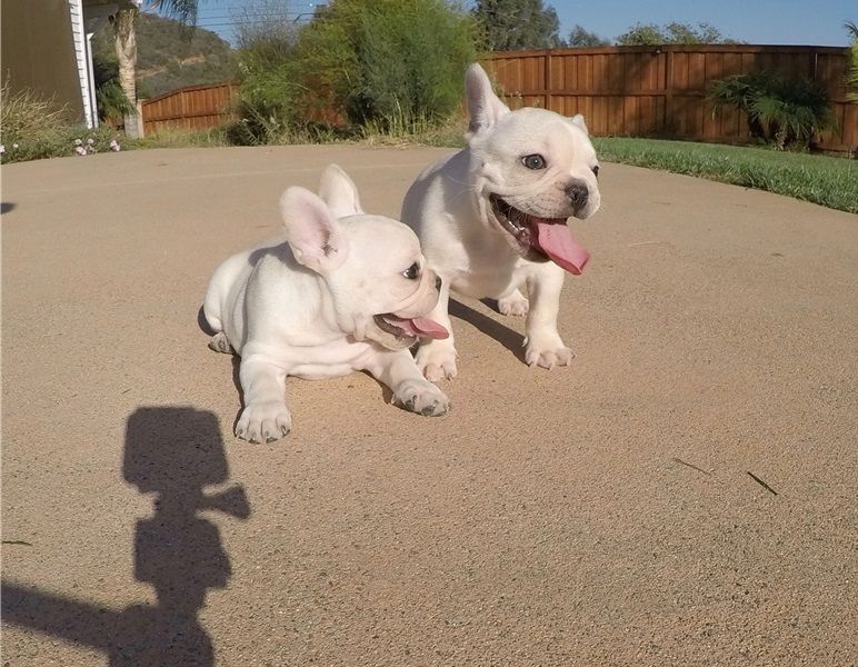 Regalo simpatici cuccioli di Bulldog francesi