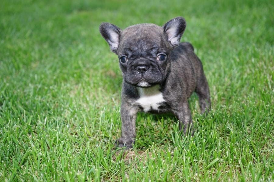 Maschio e femmina adorabile bulldog francese  cuccioli disponibili per l'adozione