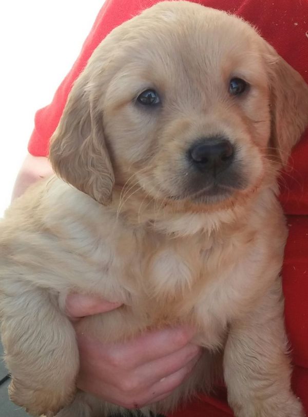 Regalo Cuccioli di Golden retriever in pronta consegna