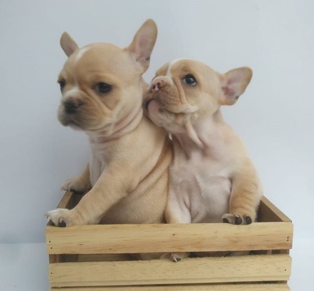 Regalo Bulldog Francese cucciolata Disponiamo di una cucciolata di Bulldog Francese ; i cuccioli ver