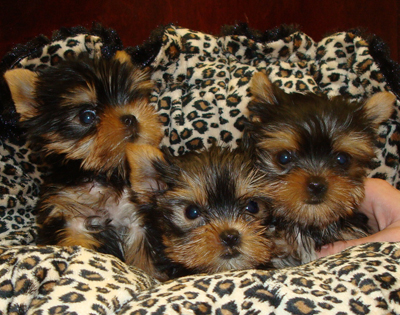 Yorkie maschi e femmine 