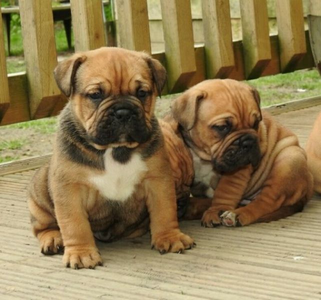 Regalo Cuccioli di dogue de bordeaux