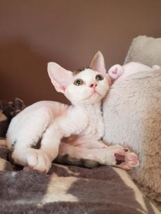REGALO gattini Devon Rex  ora abbiamo i seguenti gatti Devon Rex  disponibili  per ulteriori informa