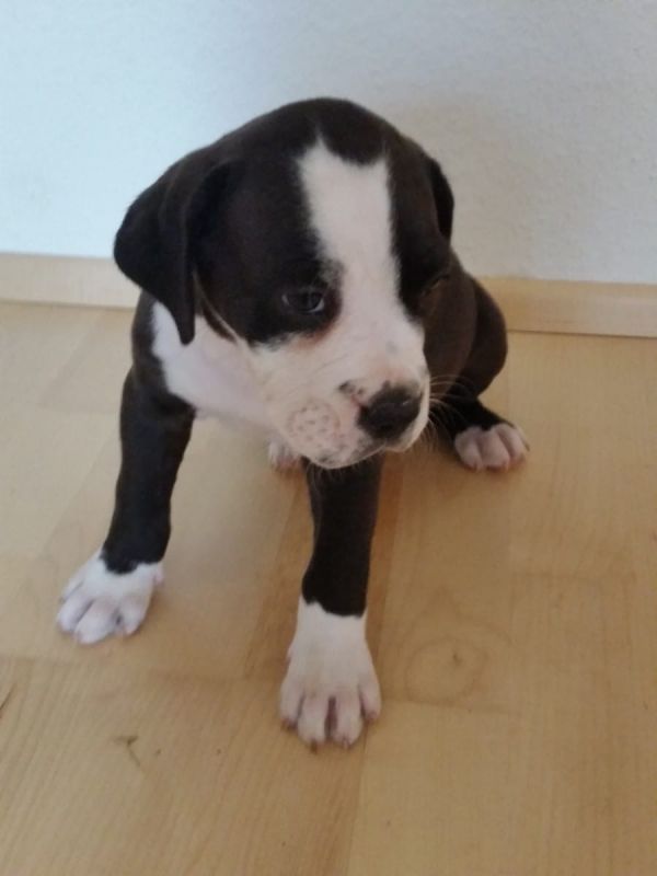   cuccioli di pitbull  per adozione ( maschio e femmina )