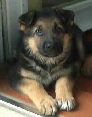 Cucciolo maschio pastore tedesco