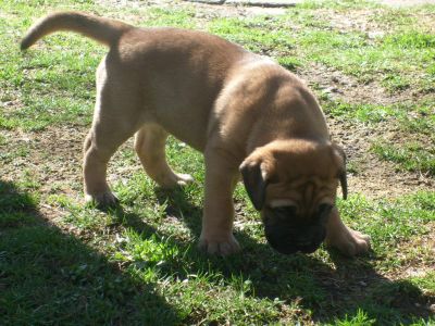 CUCCIOLO BULLMASTIFF
