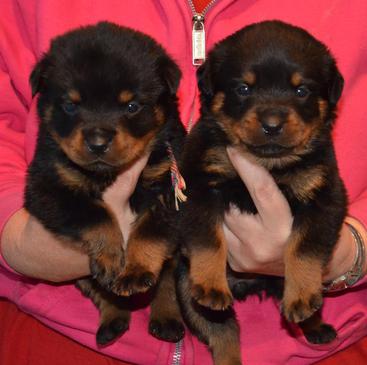 Regalo Cuccioli di Rottweiler in pronta consegna i cuccioli verranno Dato dopo 90 giorni dalla nasci