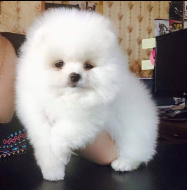 Regalo cuccioli di pomeranian !!!
