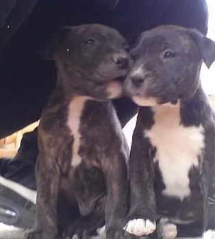 Splendidi Cuccioli American Stafford