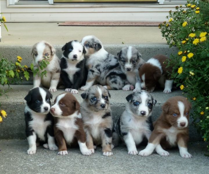  Regalo adorabili cuccioli pastore australiano 