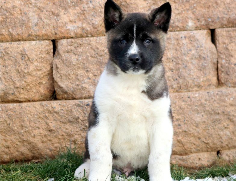 Regalo Cucciolo di Akita inu in pronta consegna i cuccioli verranno Dato dopo 90 giorni dalla nascit