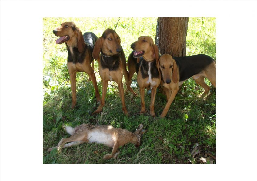 Dogs sitter PENSIONE PER CANI
