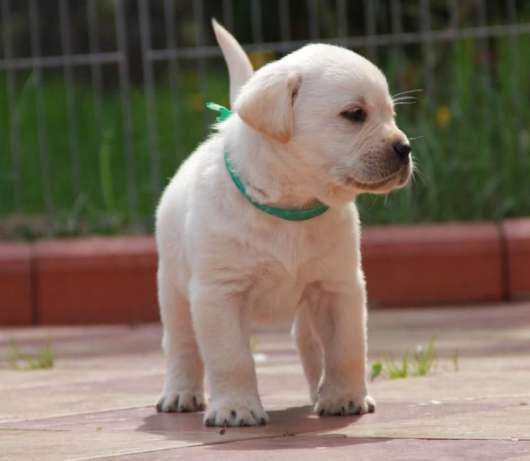 Voglio ri-casa il mio cucciolo di labrador  di pura razza ad una casa che ama gli animali domestici 