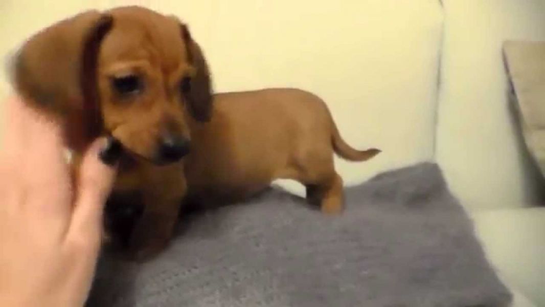 Regalo adorabili cuccioli di  Bassotto femminucce e maschietti disponibili per l'adozione gratuita i