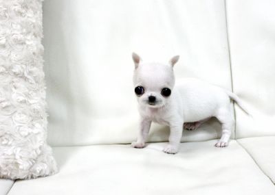 Natale cuccioli di chihuahua per una buona casa