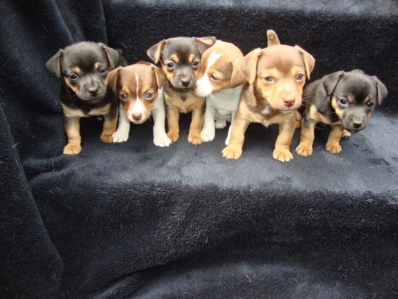 REGALO JACK RUSSELL CUCCIOLI Sono disponibile due bellissime cuccioli jack russell . Alta genealogia
