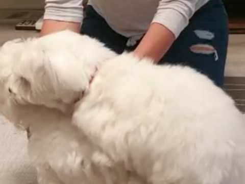 Regalo maltese cucciolo