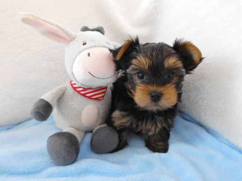  regalo cuccioli di yorkshire  disponibili per l'adozione