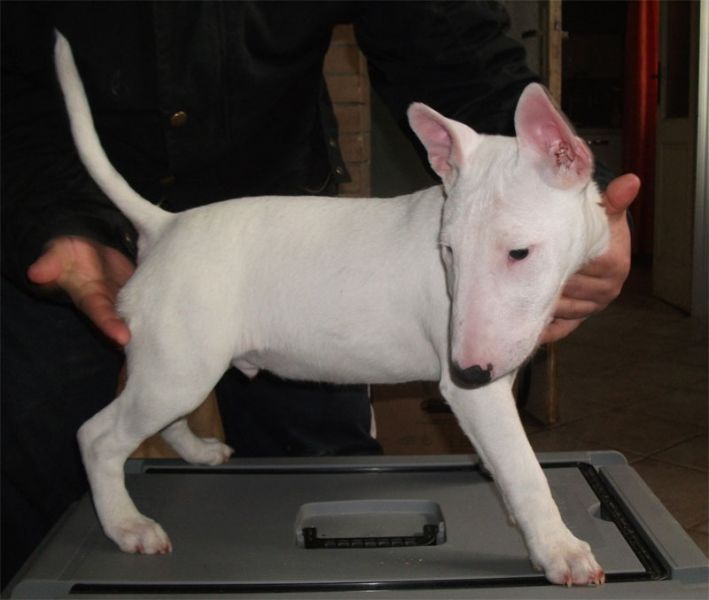 Cucciolo bull terrier Miniatura 