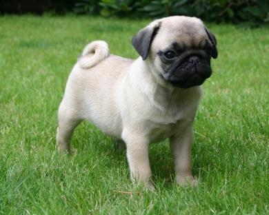  REGALO BELLISSIME CUCCIOLI DI CARLINO Carlino - Cuccioli disponibili neri e beige,vengono consegnat