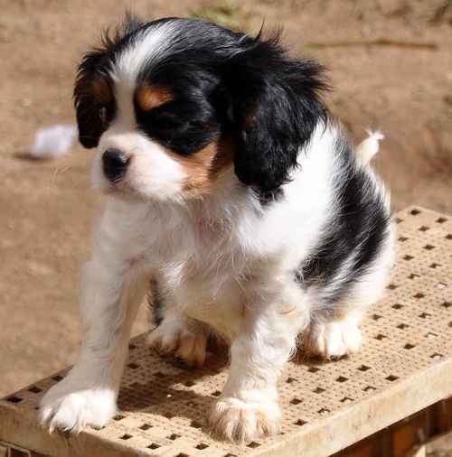 REGALO  cavalier king E ARANCIO