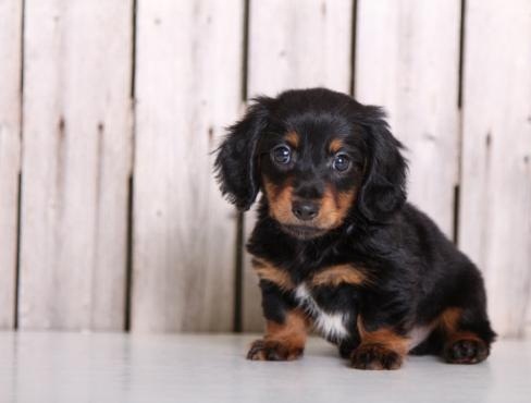 Regalo Cuccioli di bassotti in pronta consegna