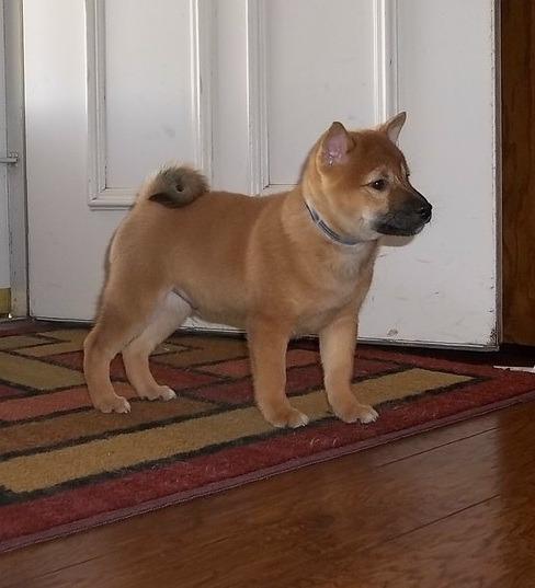 Voglio ri-casa il mio cucciolo di Shiba Inu  di pura razza 