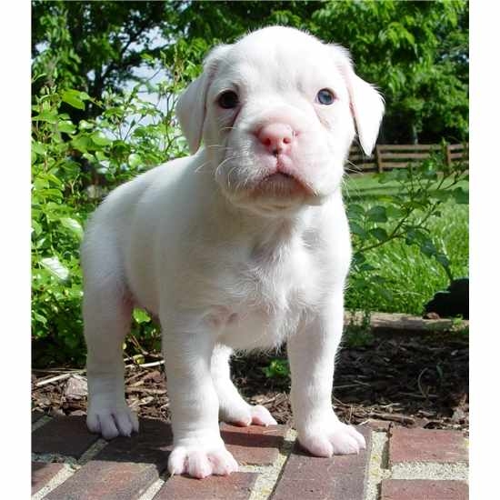 REGALO  disponibili boxer cuccioli