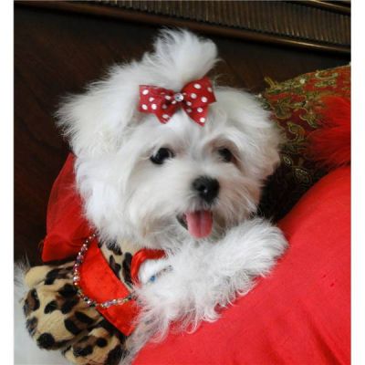 adorabili cuccioli maschio e femmina maltese per regalo