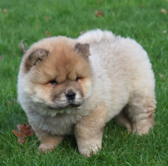   cuccioli di CHOW  CHOW  per adozione ( regalo )