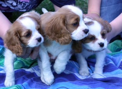 CAVALIER KING