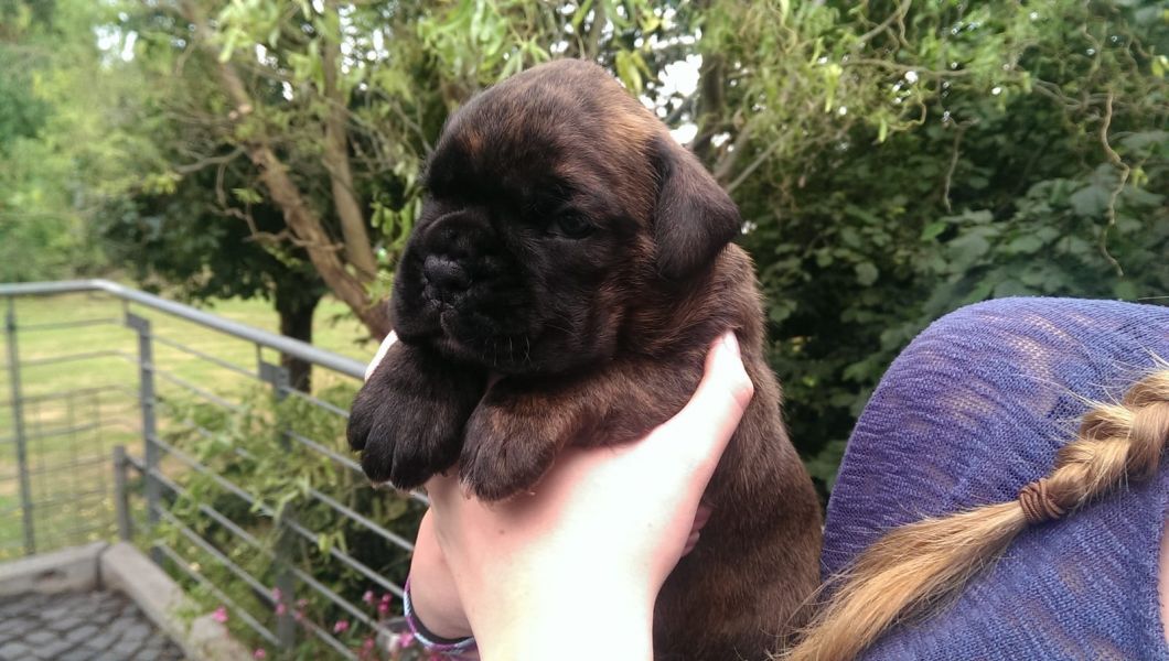 Molto bella e sani  cuccioli di Boxer per adozione maschi e femmine disponibili   (gratis)
