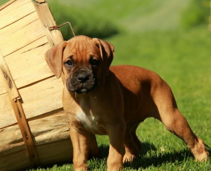 Cuccioli di Boxer per adozione ( regalo  )