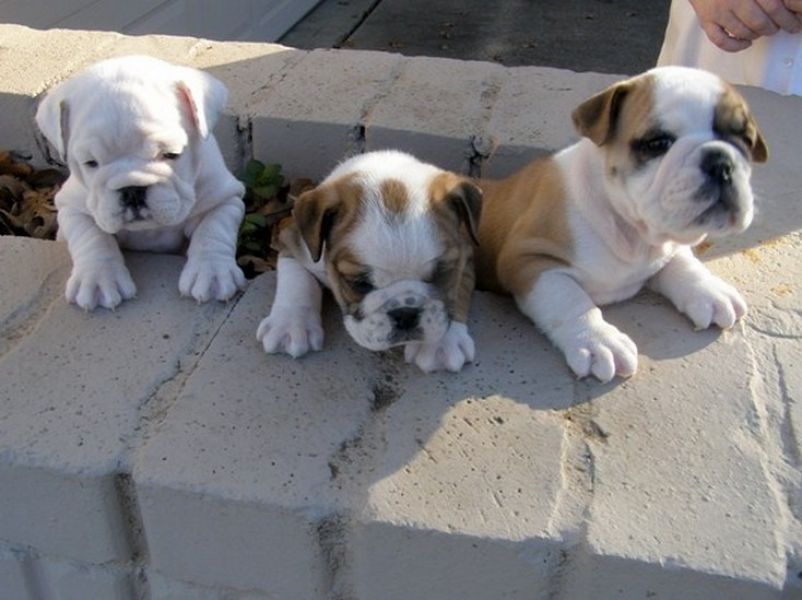 Cuccioli di bulldog inglese maschio e femmina eccellente
