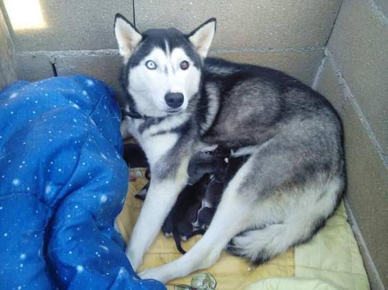 Regalo cuccioli di Siberian Husky