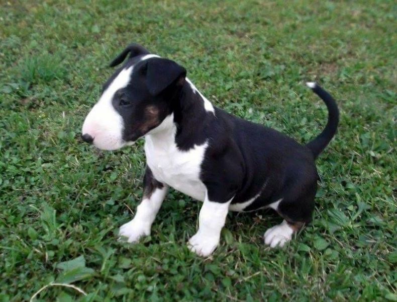  cuccioli di bull terrier  ( per regalo )