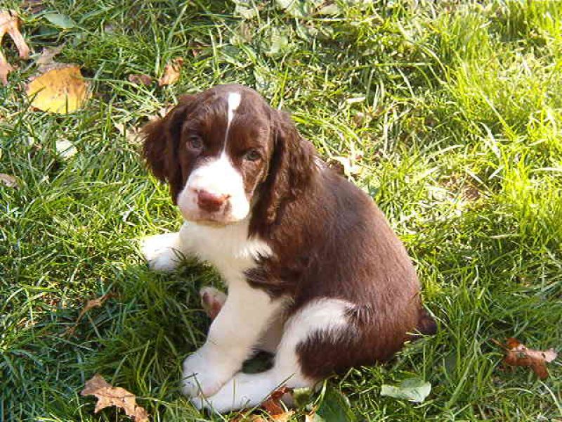 Cuccioli di English Springer Spaniel per adozione ( maschio e femmina )