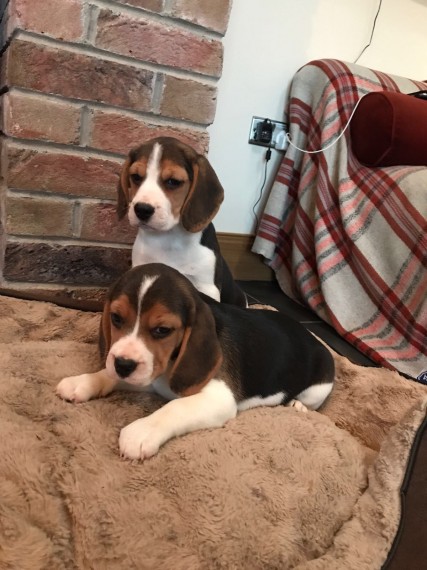 Regalo Cucciolo di Beagle in pronta consegna