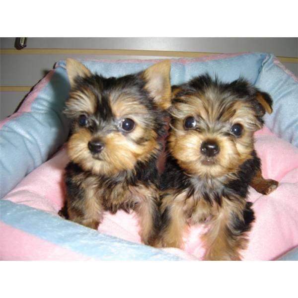   regalo cuccioli di yorkshire  disponibili per l'adozione
