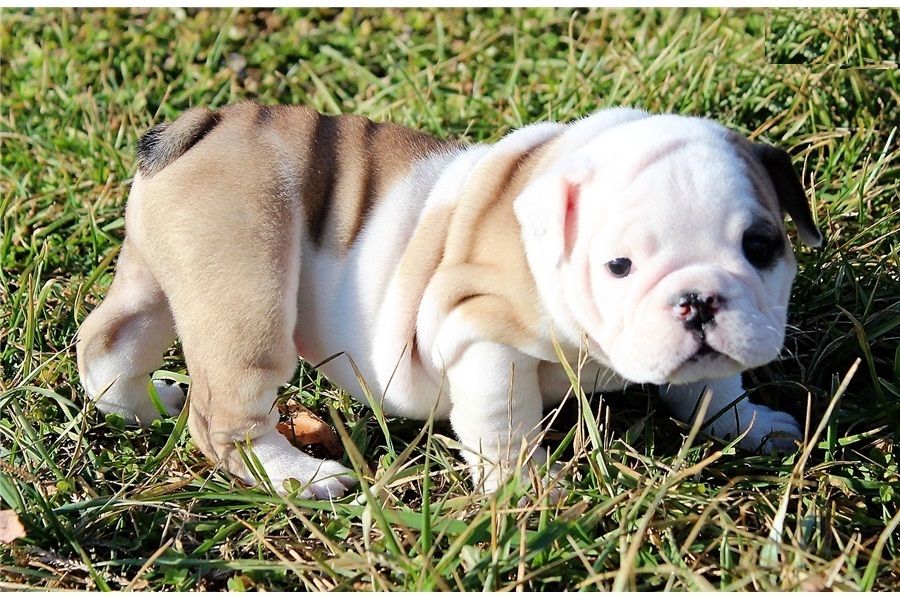 Regalo Bulldog inglese cuccioli disponibili
