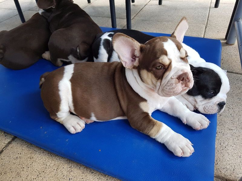 Voglio ri-casa il mio cucciolo di Bulldog Francese di pura razza 
