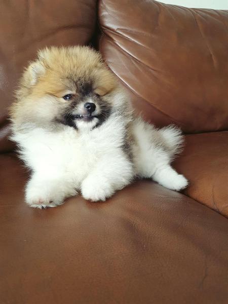  { Regalo Volpino di pomerania (spitz tedesco nano