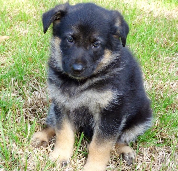 Regalo cuccioli pastore tedesco