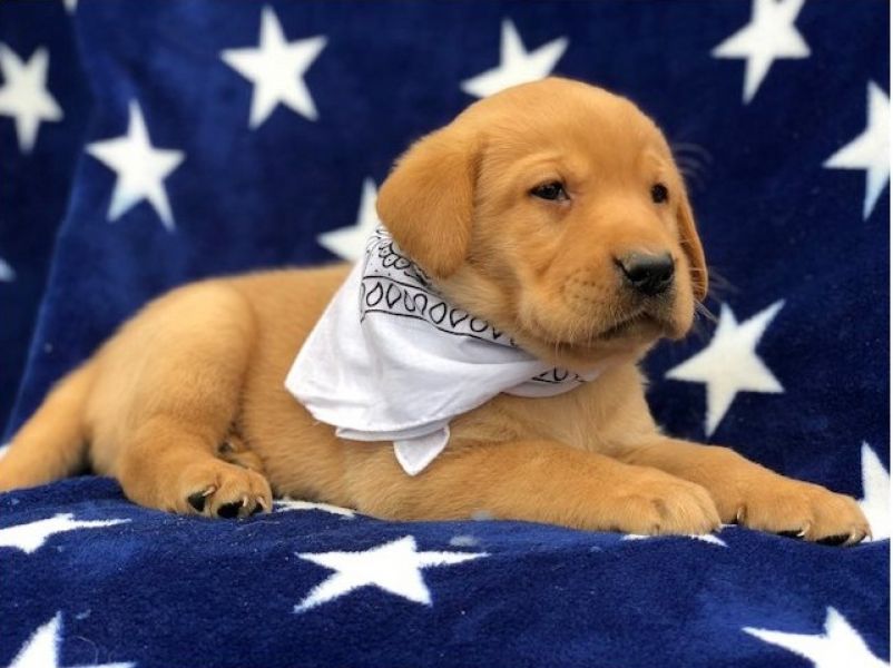 Regalo Labrador Disponiamo di una cucciolata di Labrador, i cuccioli verranno Dato dopo 90 giorni da