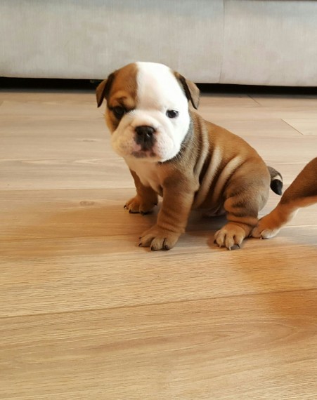 Regalo Bulldog inglese cuccioli disponibili