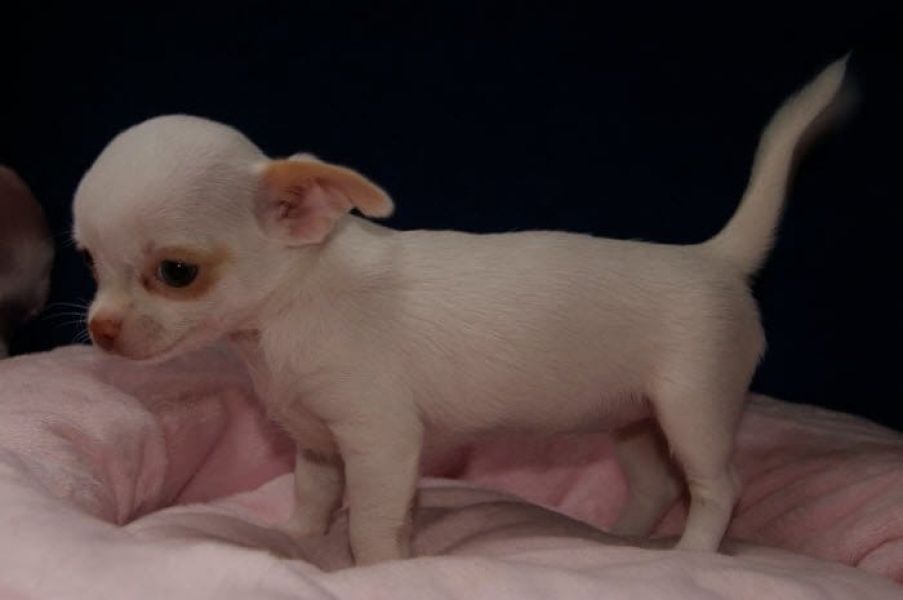   cuccioli di chihuahua  per adozione ( maschio e femmina )