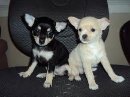REGALO CUCCIOLI DI CHIHUAHUA MINI TOY