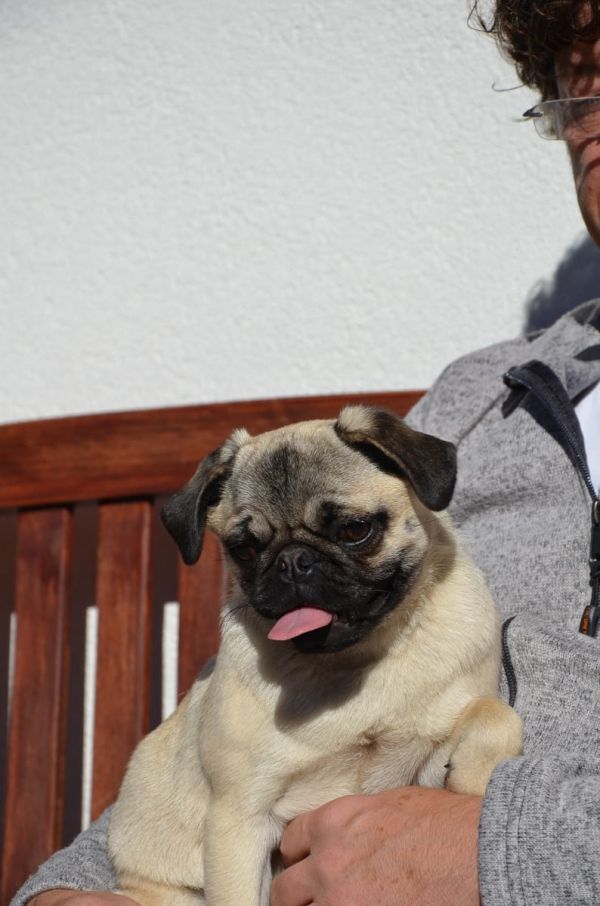 Voglio ri-casa il mio cucciolo di carlino di pura razza ad una casa che ama gli animali domestici .