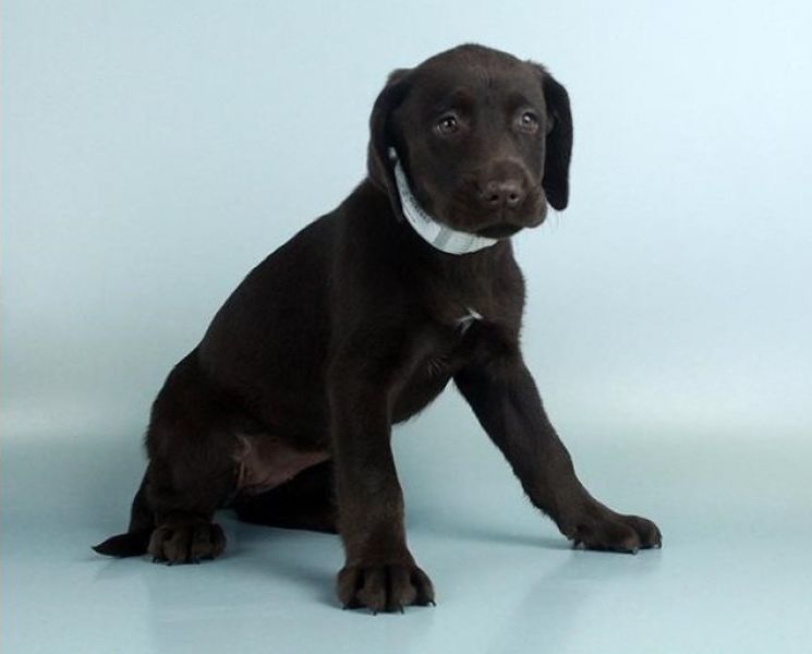 Regalo Labrador Disponiamo di una cucciolata di Labrador, i cuccioli verranno Dato dopo 90 giorni da