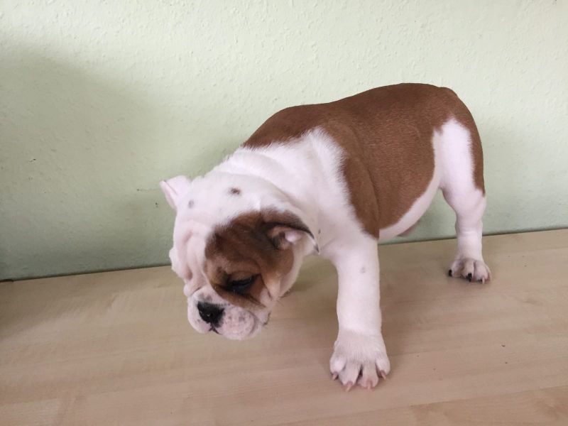  cuccioli di bulldog inglise  per adozione ( regalo  )